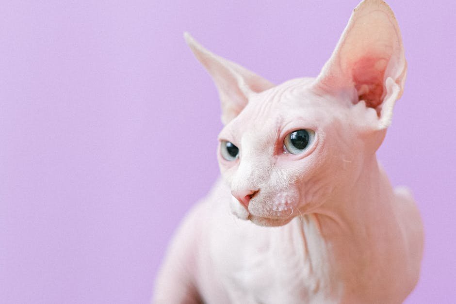 Sphynx: The Energetic Empath (image credits: pexels)