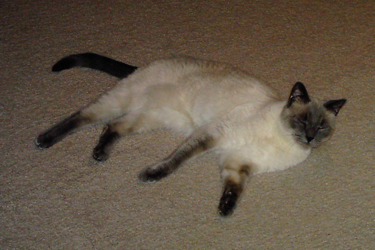 Tonkinese: The Playful Companion (image credits: wikimedia)