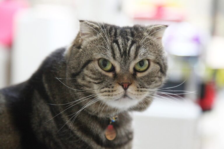 8 Most Emotionally Sensitive Cat Breeds