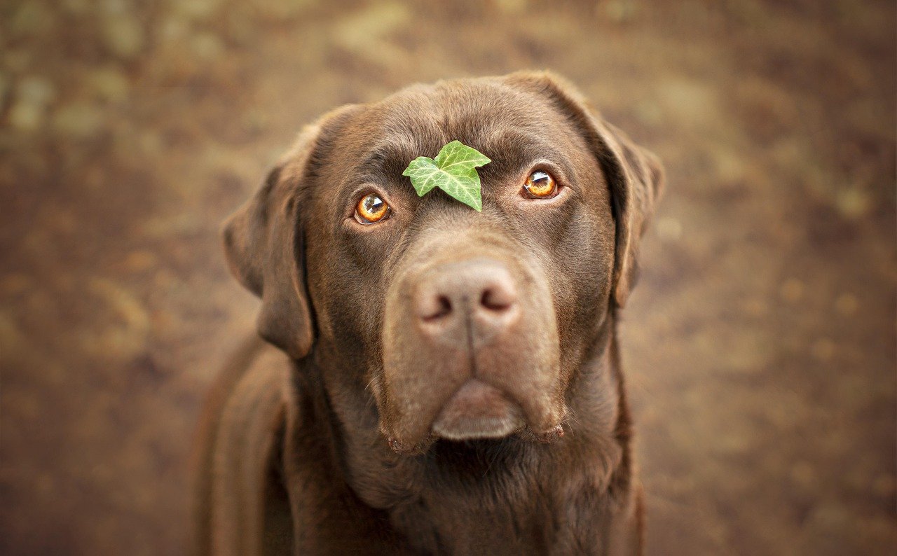 Labrador Retriever (image credits: pixabay)