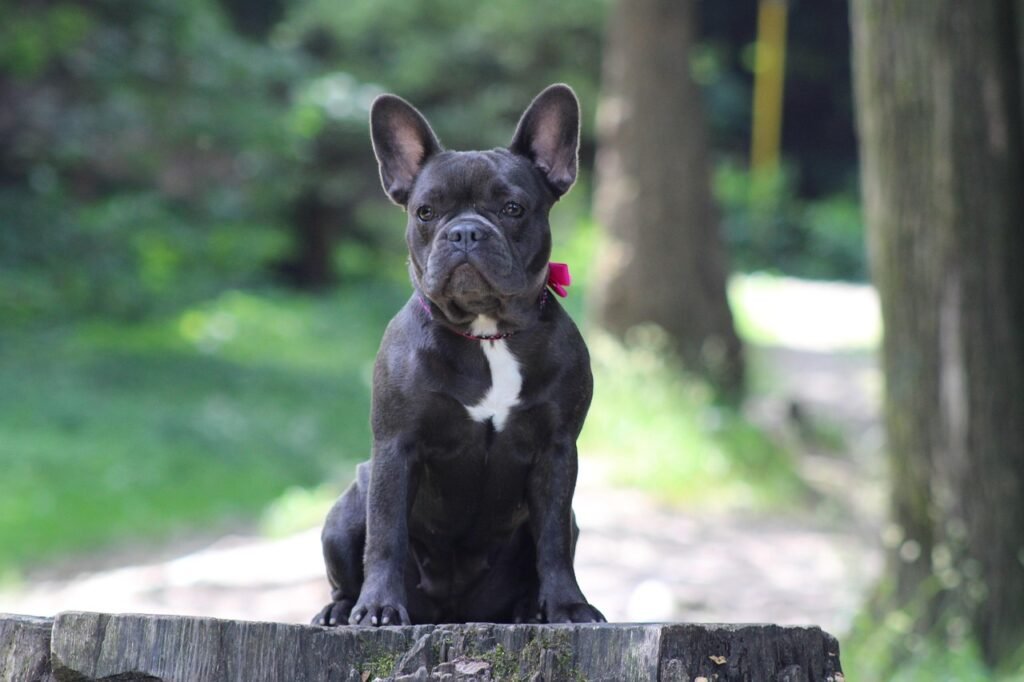 French Bulldog
