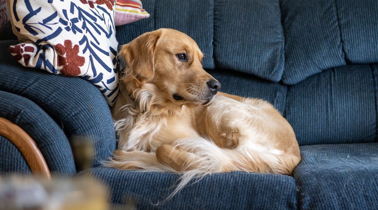 Golden Retriever (image credits: pixabay)