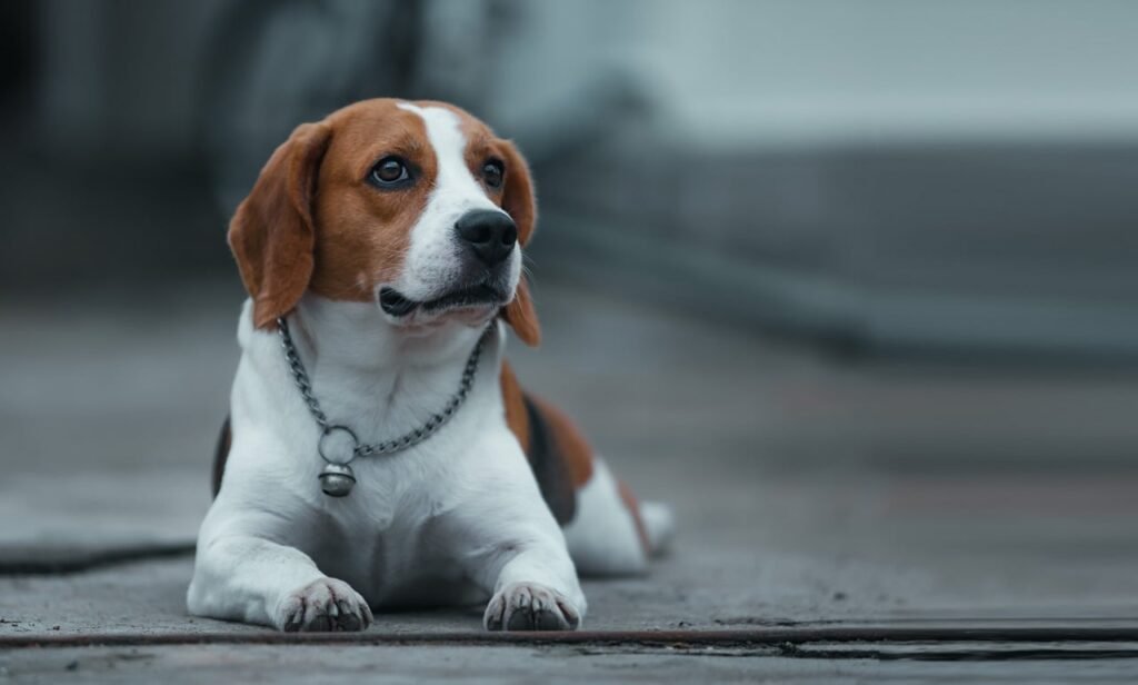 Beagle
