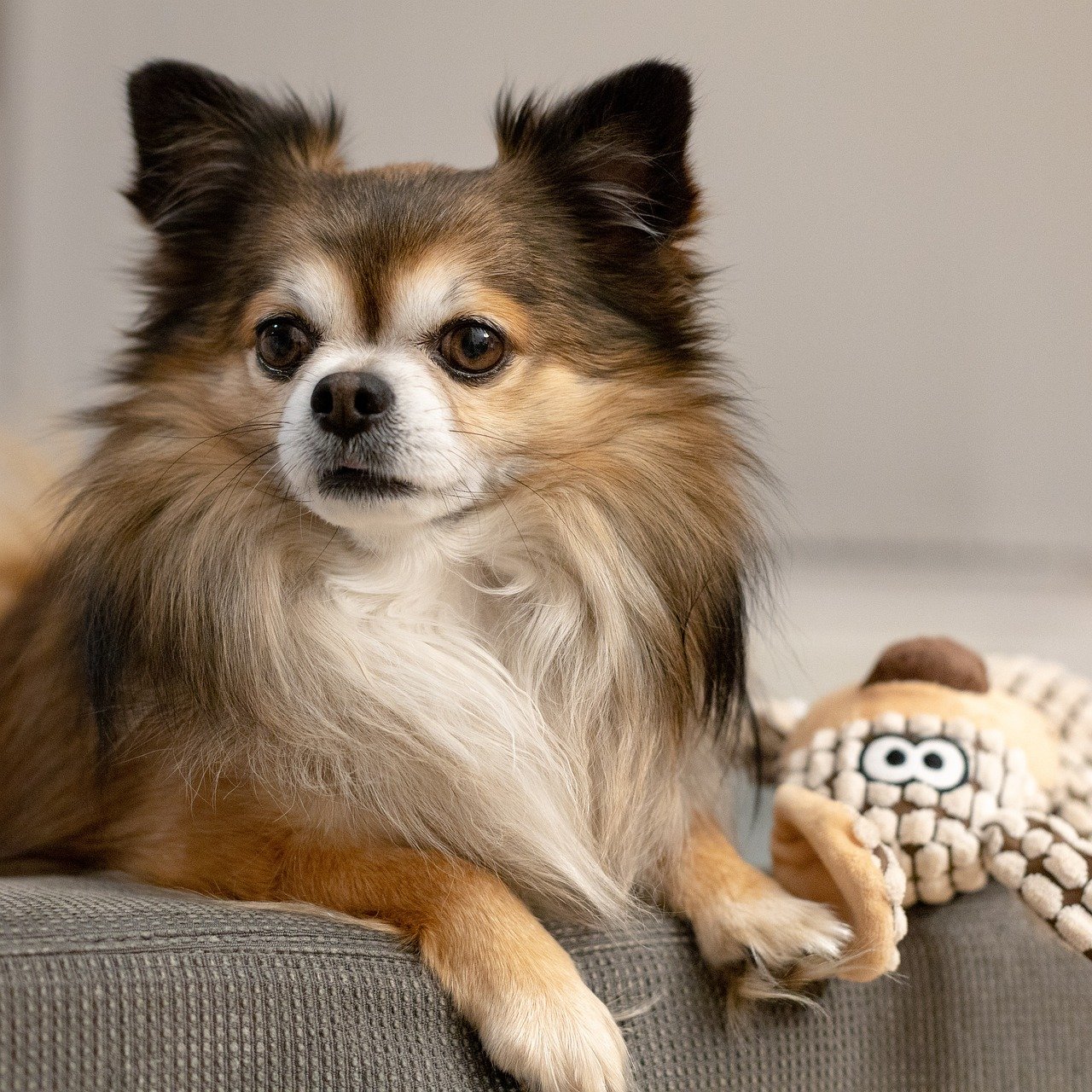 Chihuahua (image credits: pixabay)
