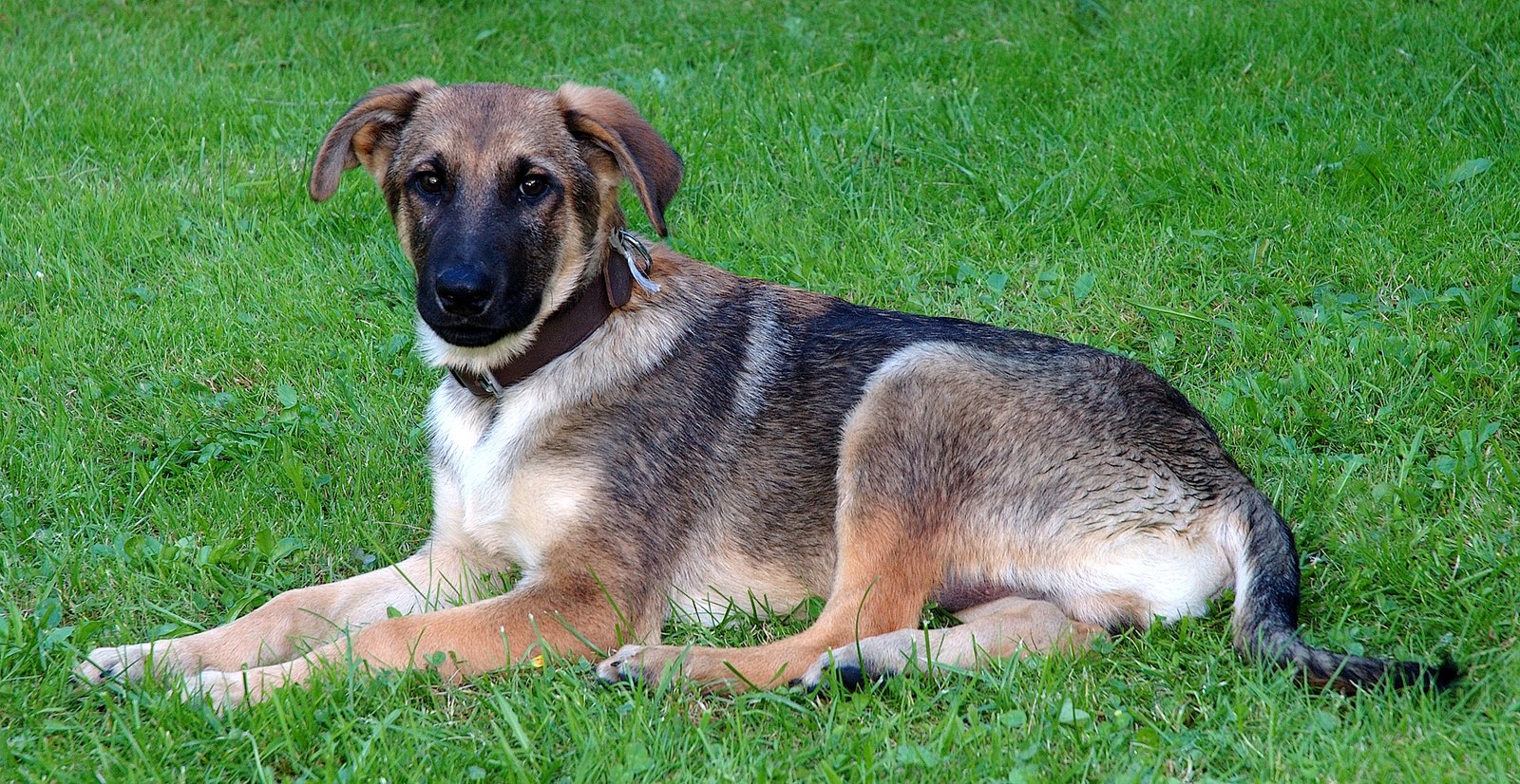Mixed Breed Dogs (image credits: wikimedia)