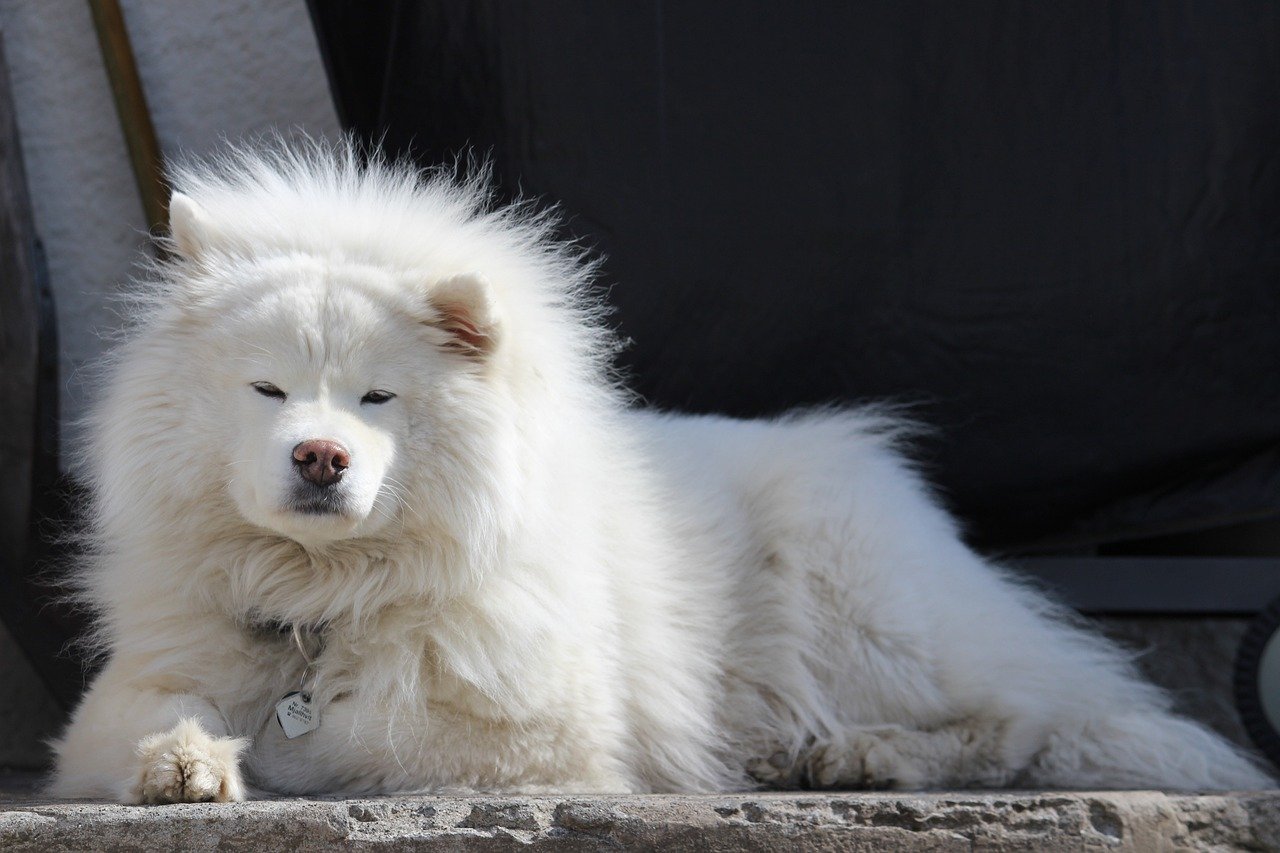 A Fluffy Coat Like No Other (image credits: pixabay)