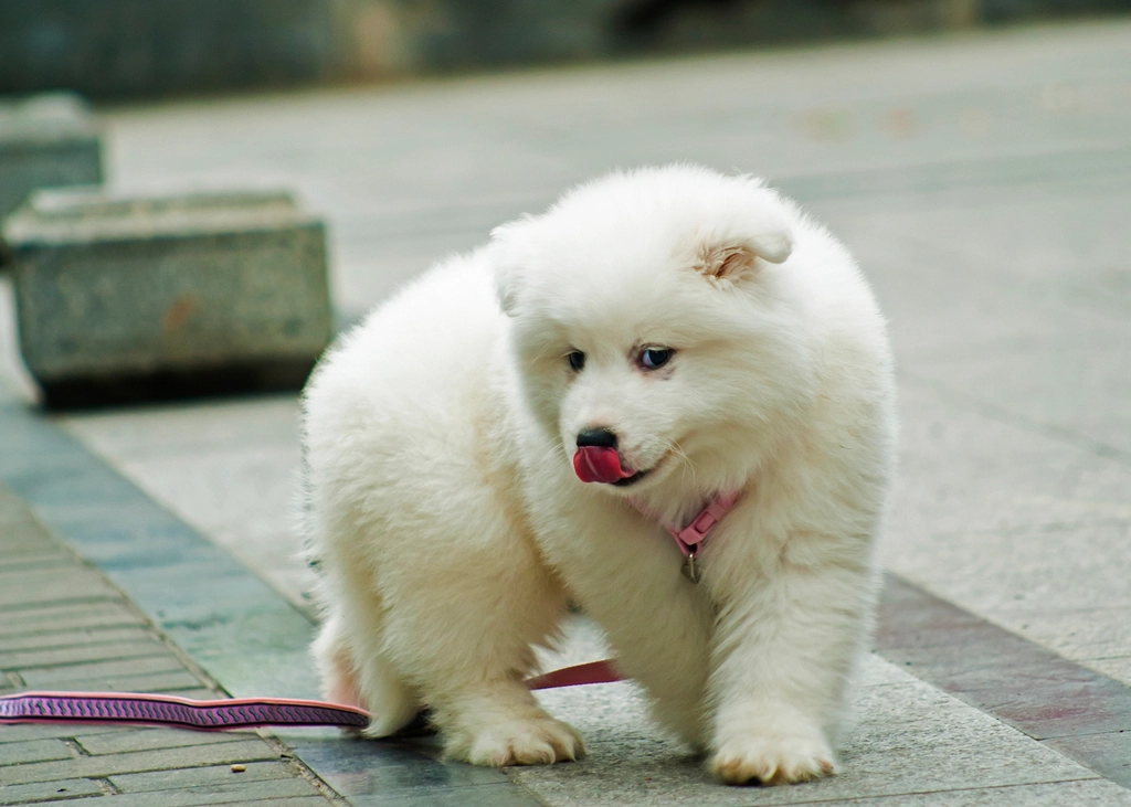 Affectionate and Playful Personalities (image credits: rawpixel)