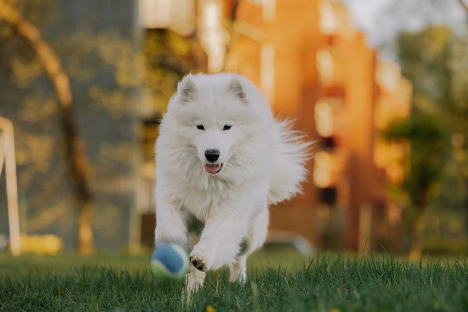 The Role of Exercise in Satisfying Samoyeds' Social Needs (image credits: pexels)