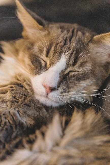 Changes in Sleeping Patterns (image credits: pexels)