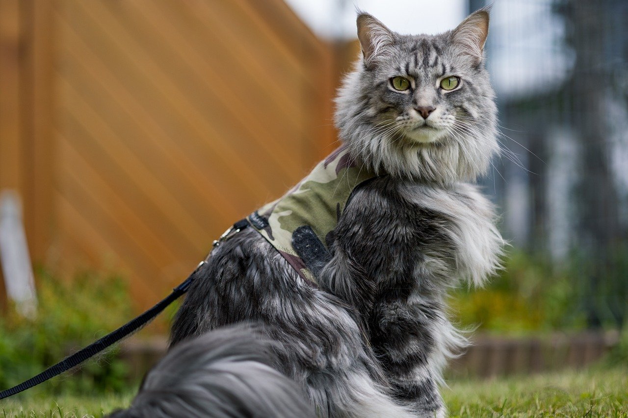 8 Signs Your Maine Coon Cat is Showing Signs of Anxiety