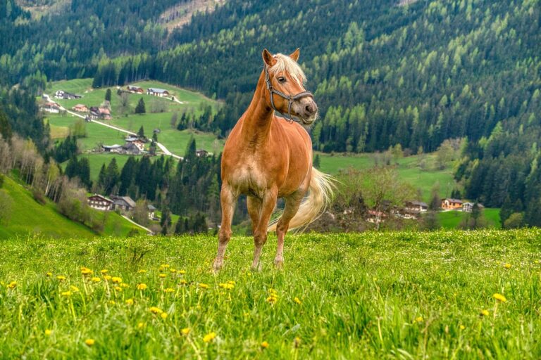 8 Pasture Management Tips to Improve Your Horse's Foraging