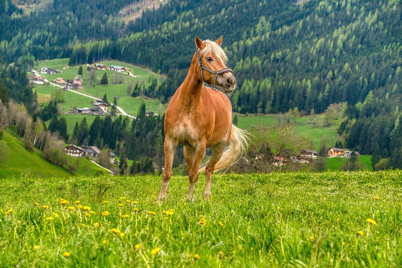 8 Pasture Management Tips to Improve Your Horse’s Foraging