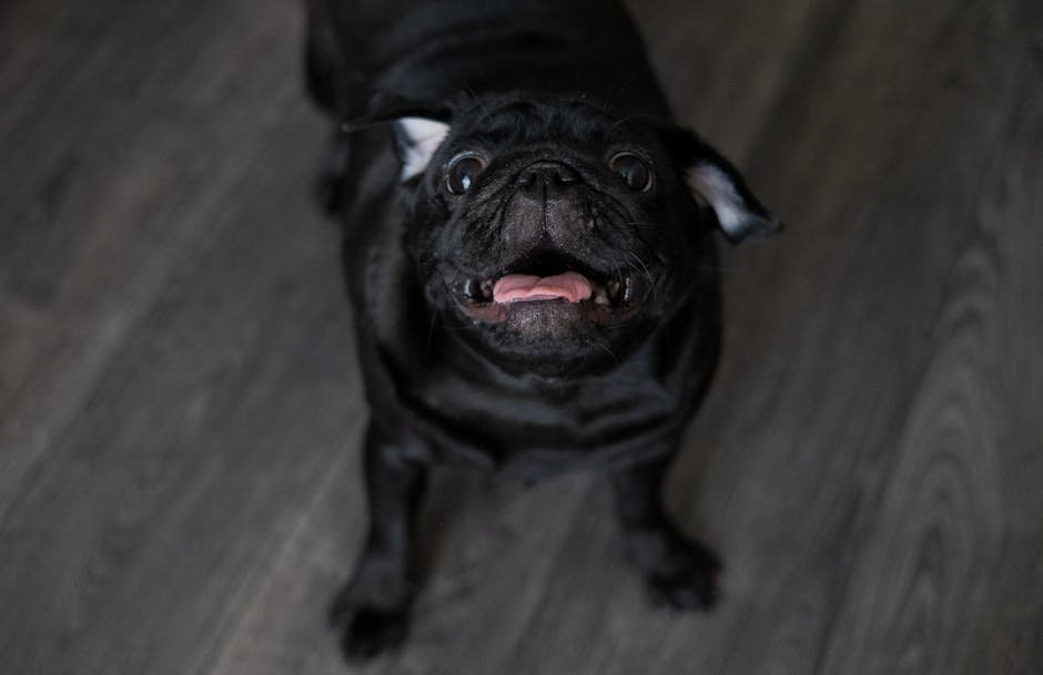 Excessive Barking or Whining (image credits: pexels)