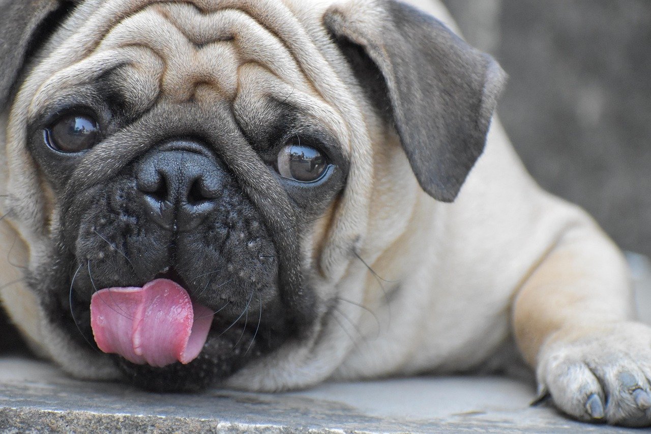 Excessive Licking or Grooming (image credits: pixabay)