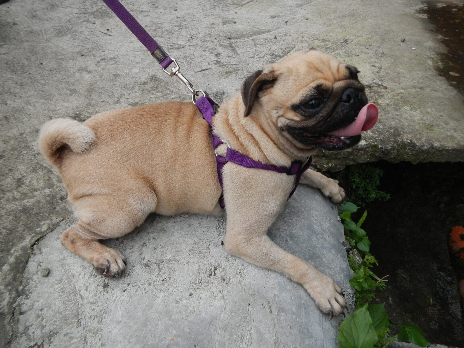 Excessive Panting (image credits: wikimedia)