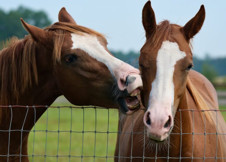 10 Management Tips to Improve Horse Behavior