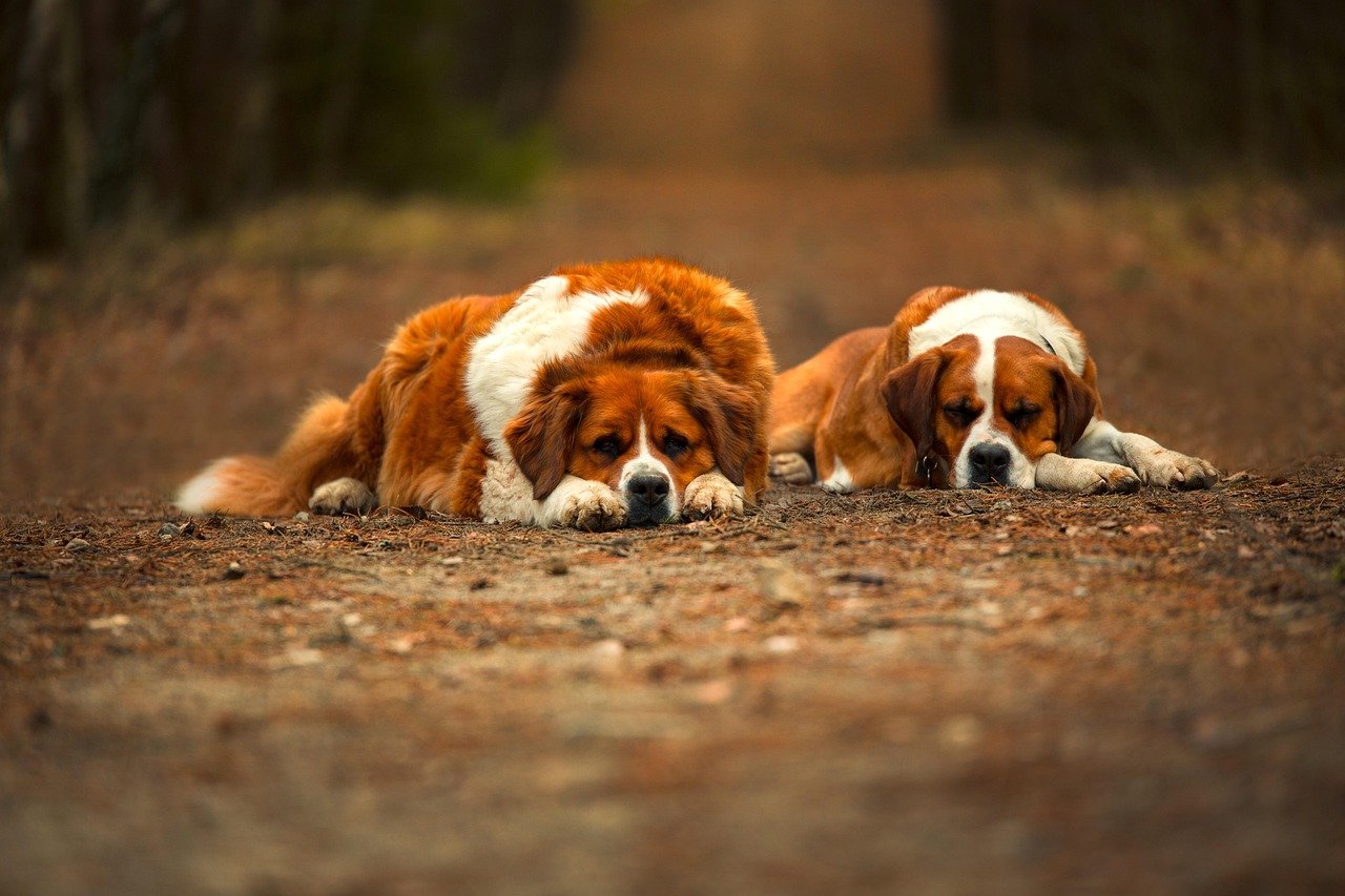 7. Adaptable Companions (image credits: pixabay)
