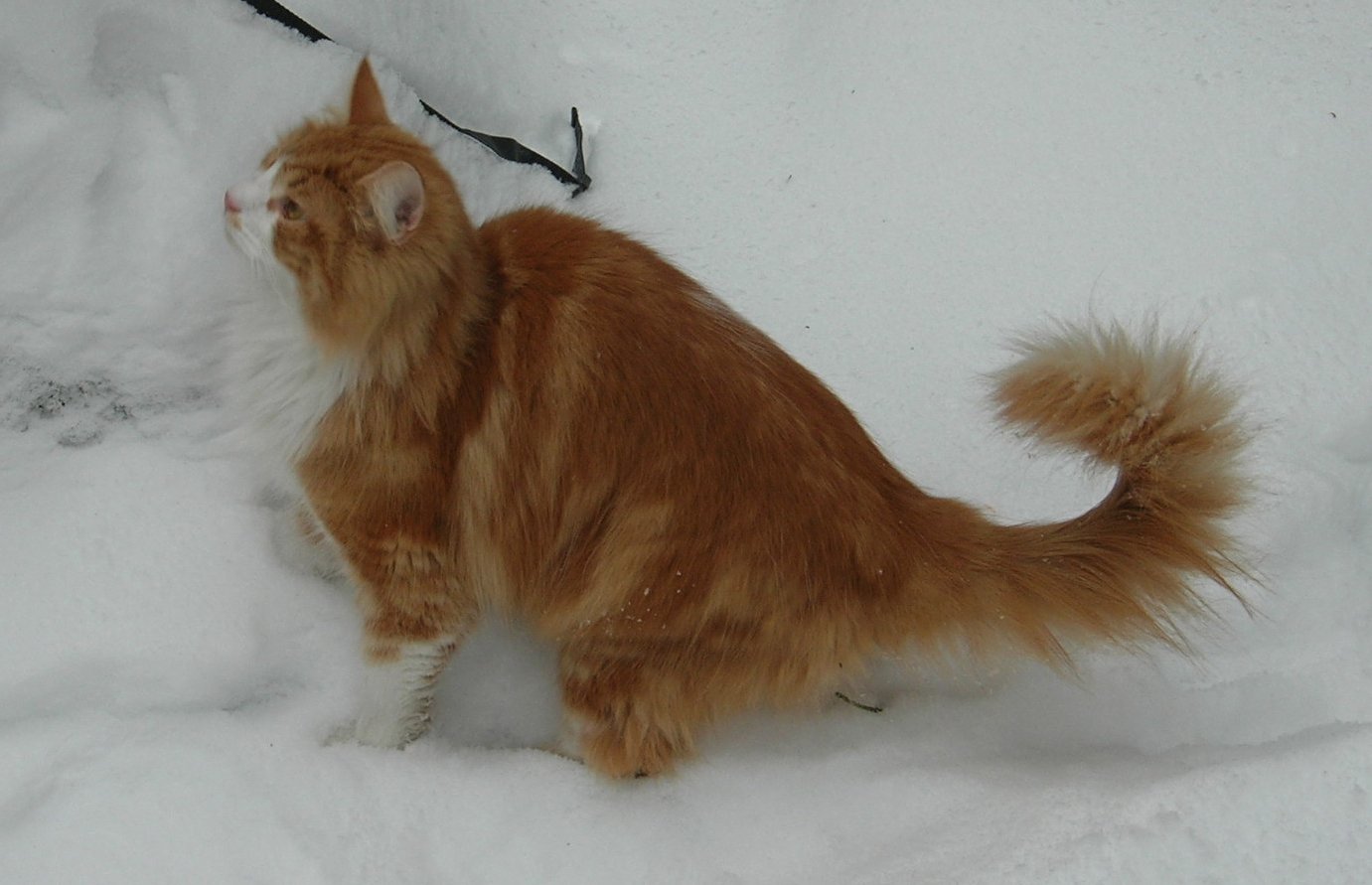 Origin of the Norwegian Forest Cat (image credits: wikimedia)