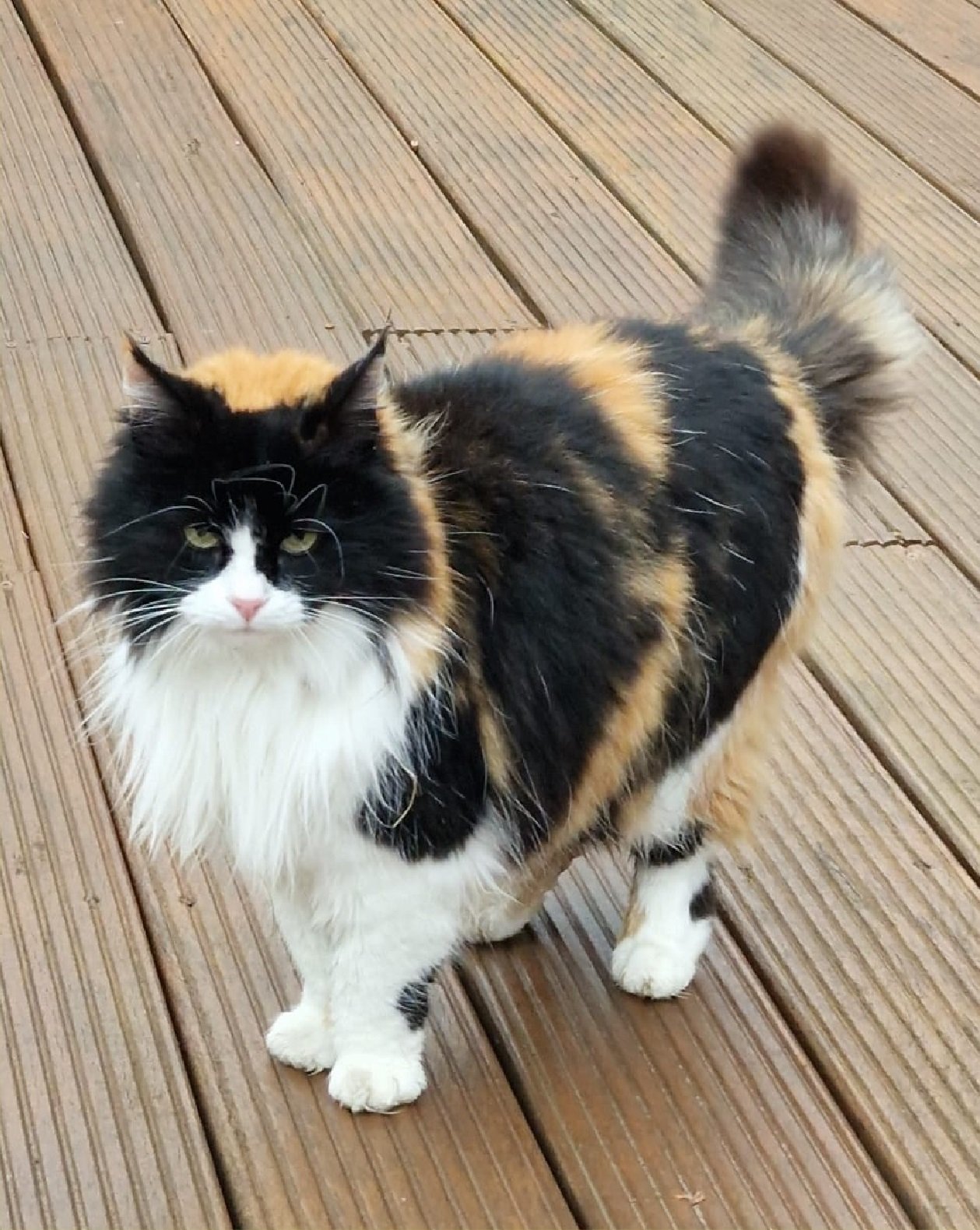 Physical Characteristics and Distinct Features (image credits: wikimedia)