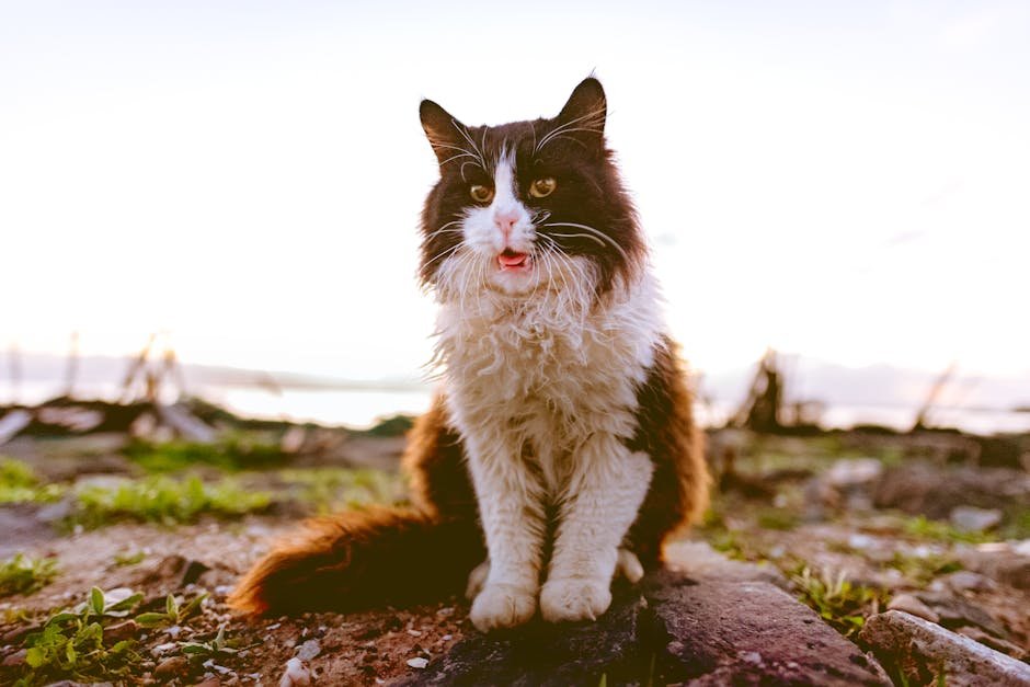 Adapting to Various Environments (image credits: pexels)