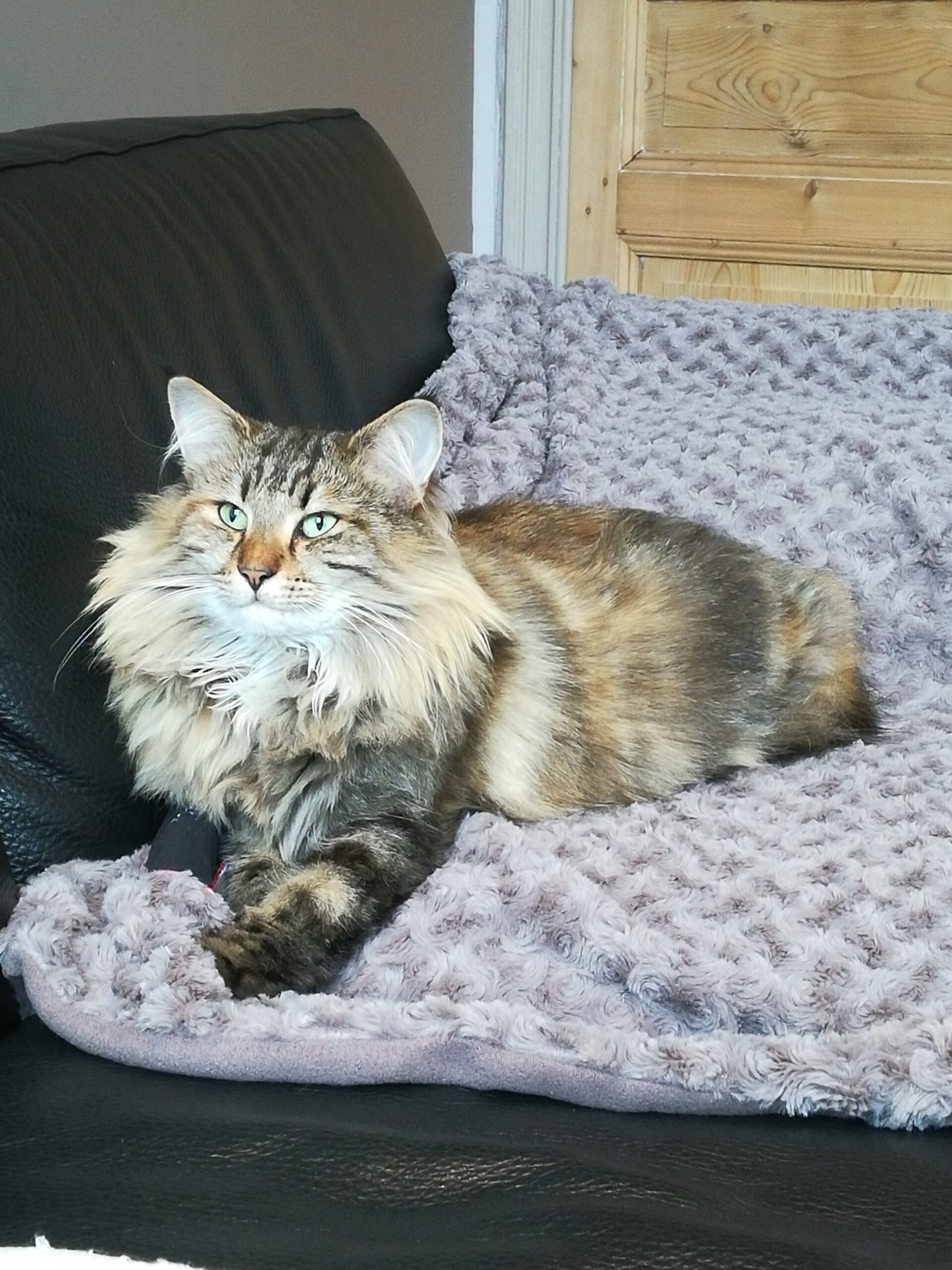 The Norwegian Forest Cat as a Family Pet (image credits: wikimedia)