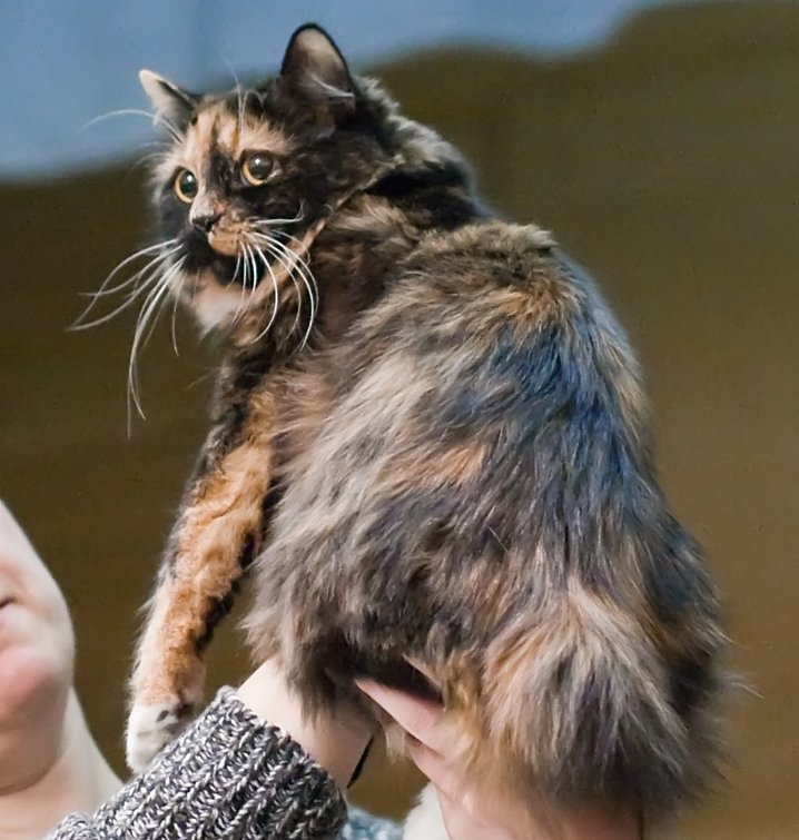 Preserving the Legacy of the Norwegian Forest Cat (image credits: wikimedia)