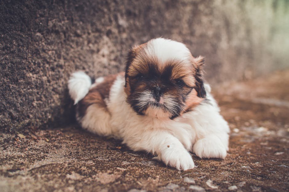 The Origins of the Shih Tzu: A Royal Legacy (image credits: pexels)