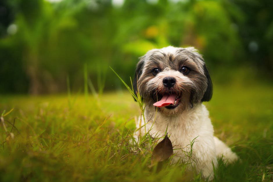 Minimal Barking: A Quiet Companion (image credits: pexels)