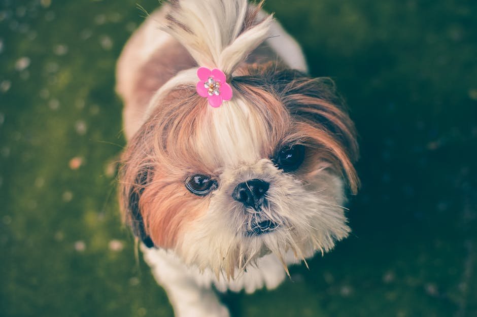 Shih Tzus: A Source of Emotional Support (image credits: pexels)