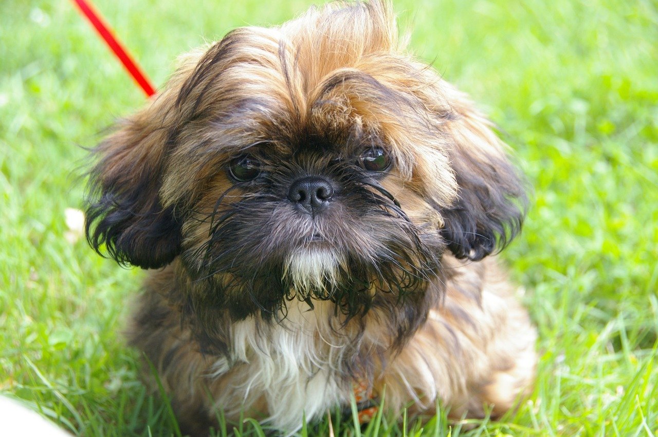 Why the Affectionate and Gentle Shih Tzu Makes a Good Companion Dog for Seniors