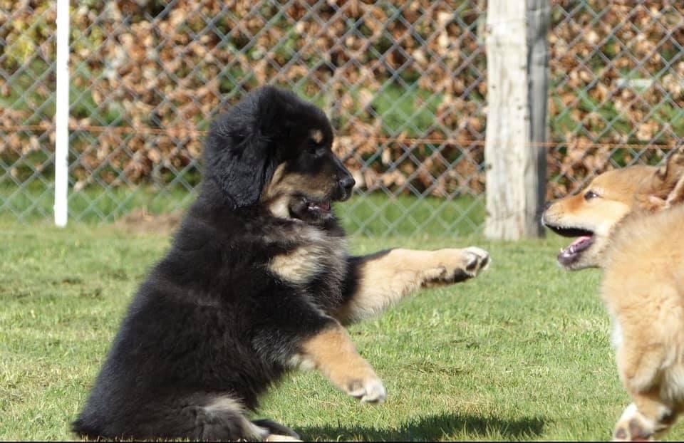 Playful Spirits Hidden Beneath a Stoic Exterior (image credits: wikimedia)