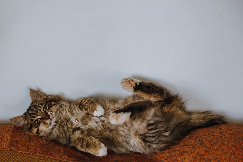 Maine Coon: The Gentle Giant (image credits: pexels)