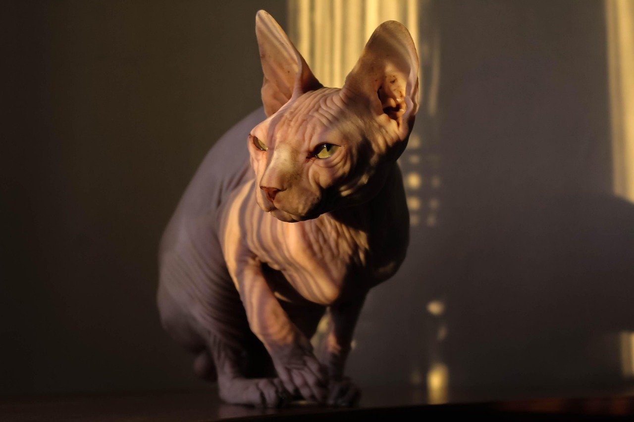 Sphynx: The Hairless Charmer (image credits: pixabay)