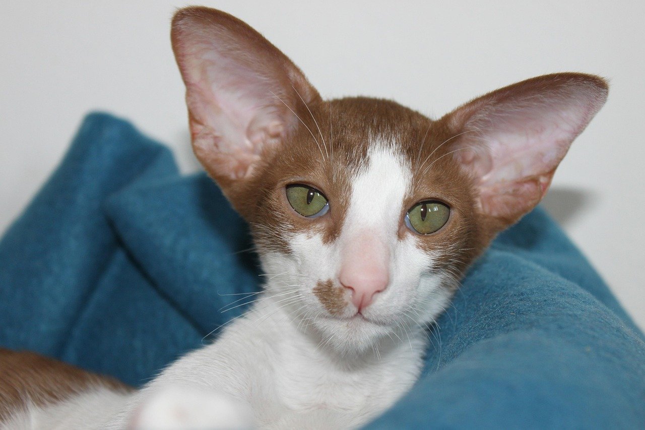 Oriental Shorthair: The Social Butterfly (image credits: pixabay)