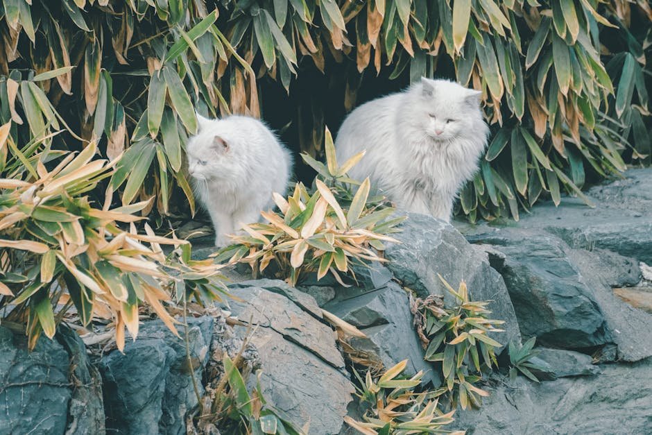 Persian: The Independent Aristocrat (image credits: pexels)