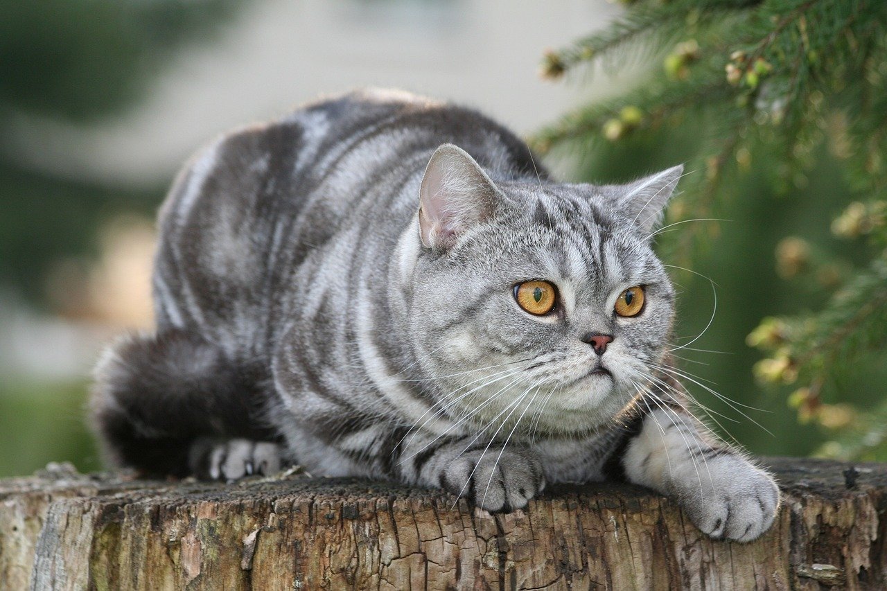 British Shorthair: The Independent Companion (image credits: pixabay)