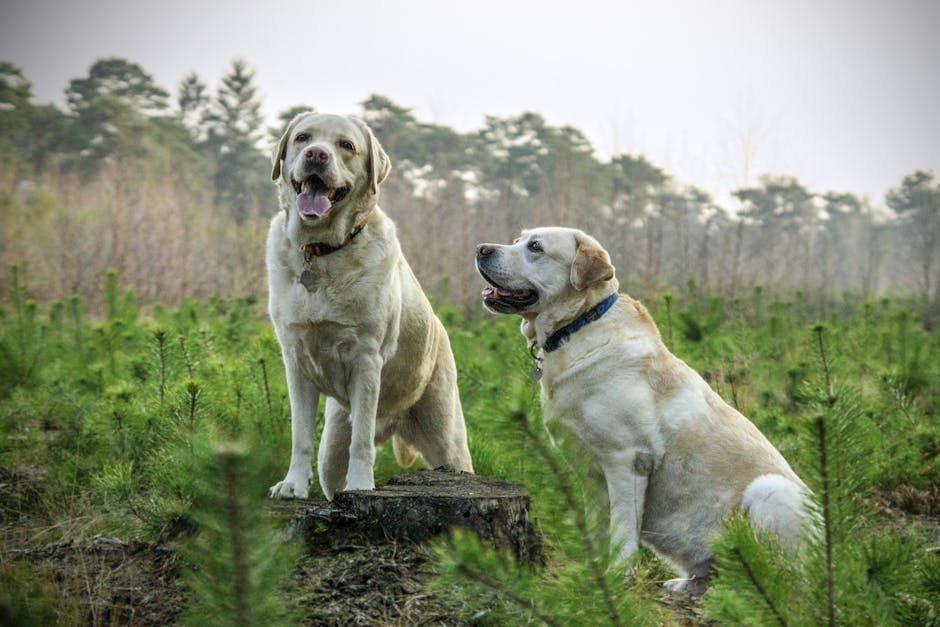 Labrador Retriever: The Easygoing Companion (image credits: pexels)