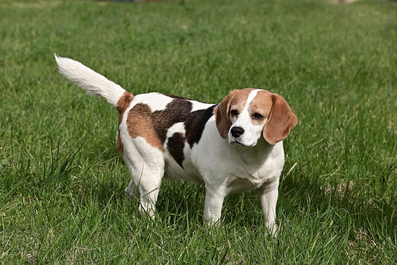 Beagle: The Curious and Affectionate Explorer (image credits: pixabay)