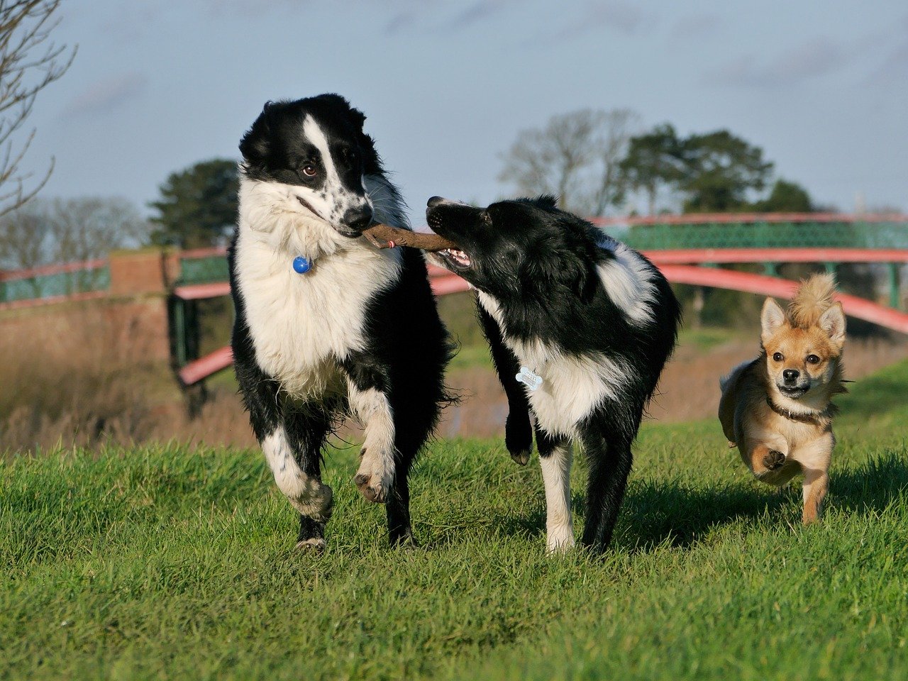 Collie: The Protective Playmate (image credits: pixabay)