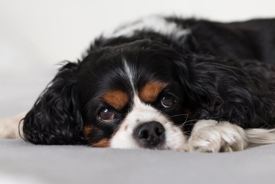 Cavalier King Charles Spaniel: The Regal Socialite (image credits: pexels)