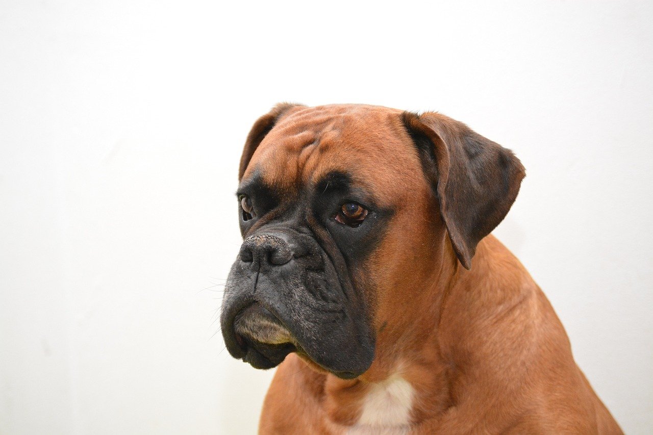 Boxer: The Playful Protector (image credits: pixabay)