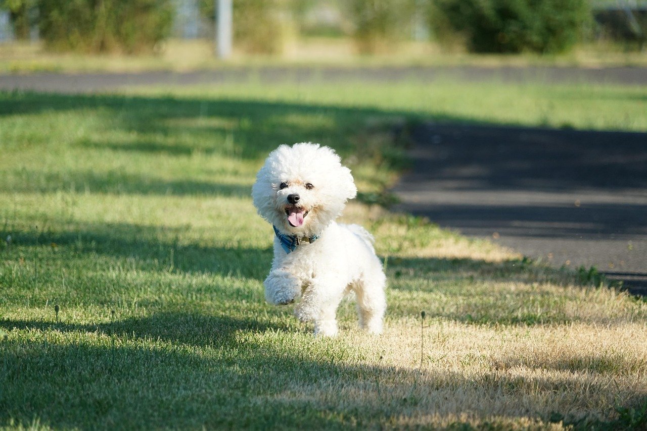 Bichon Frise: The Cheerful Companion (image credits: pixabay)