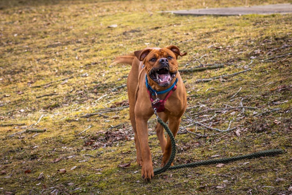 Boxer: Energetic and Protective (image credits: pexels)