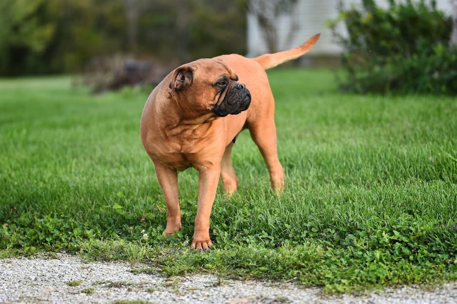Bullmastiff: Courageous and Calm (image credits: pexels)