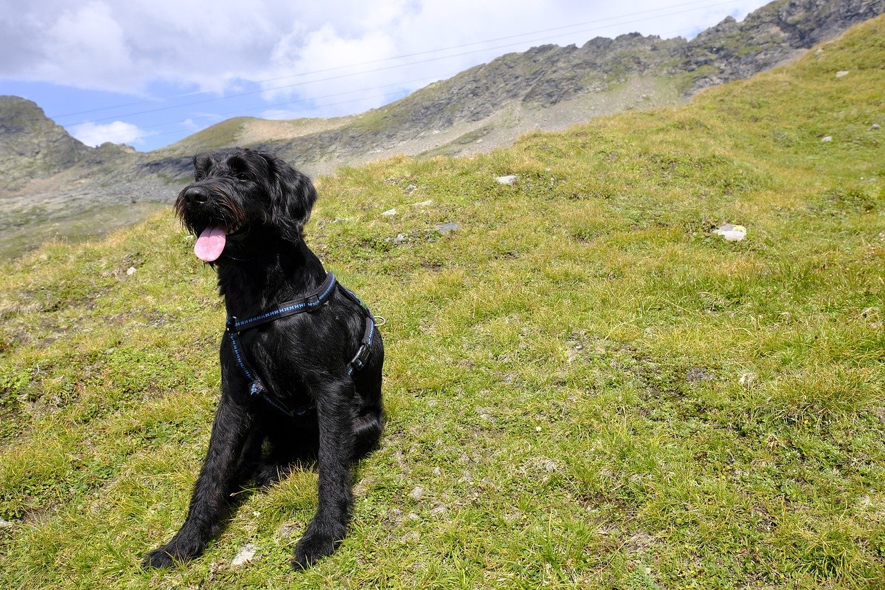 Giant Schnauzer: Intelligent and Watchful (image credits: pixabay)