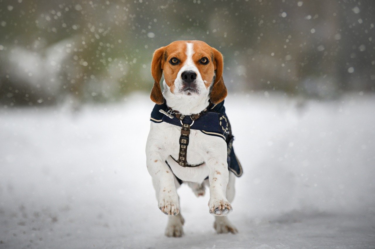 Beagle: The Roaming Adventurer (image credits: pixabay)