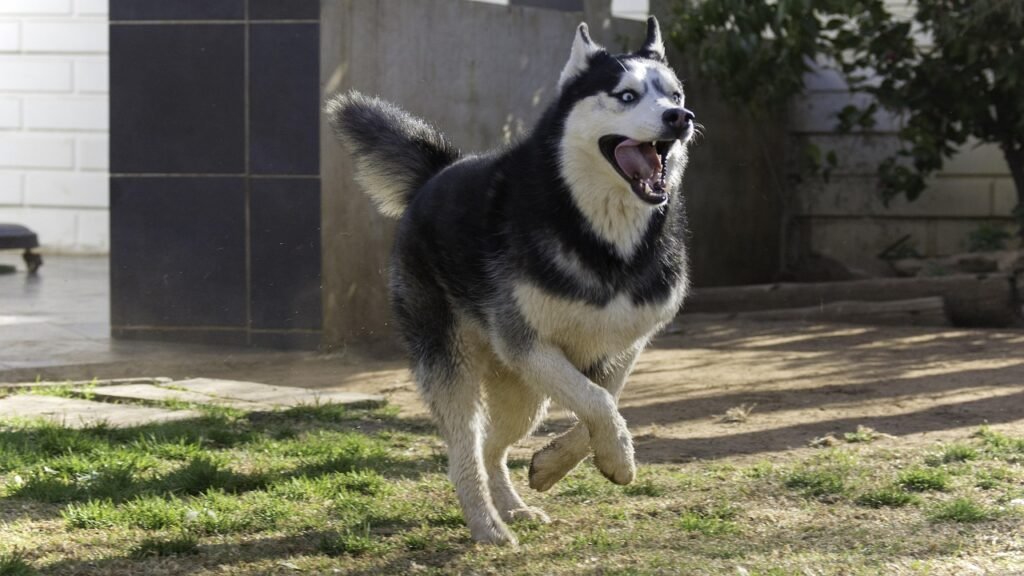 Siberian Husky: Free-Spirited and Independent