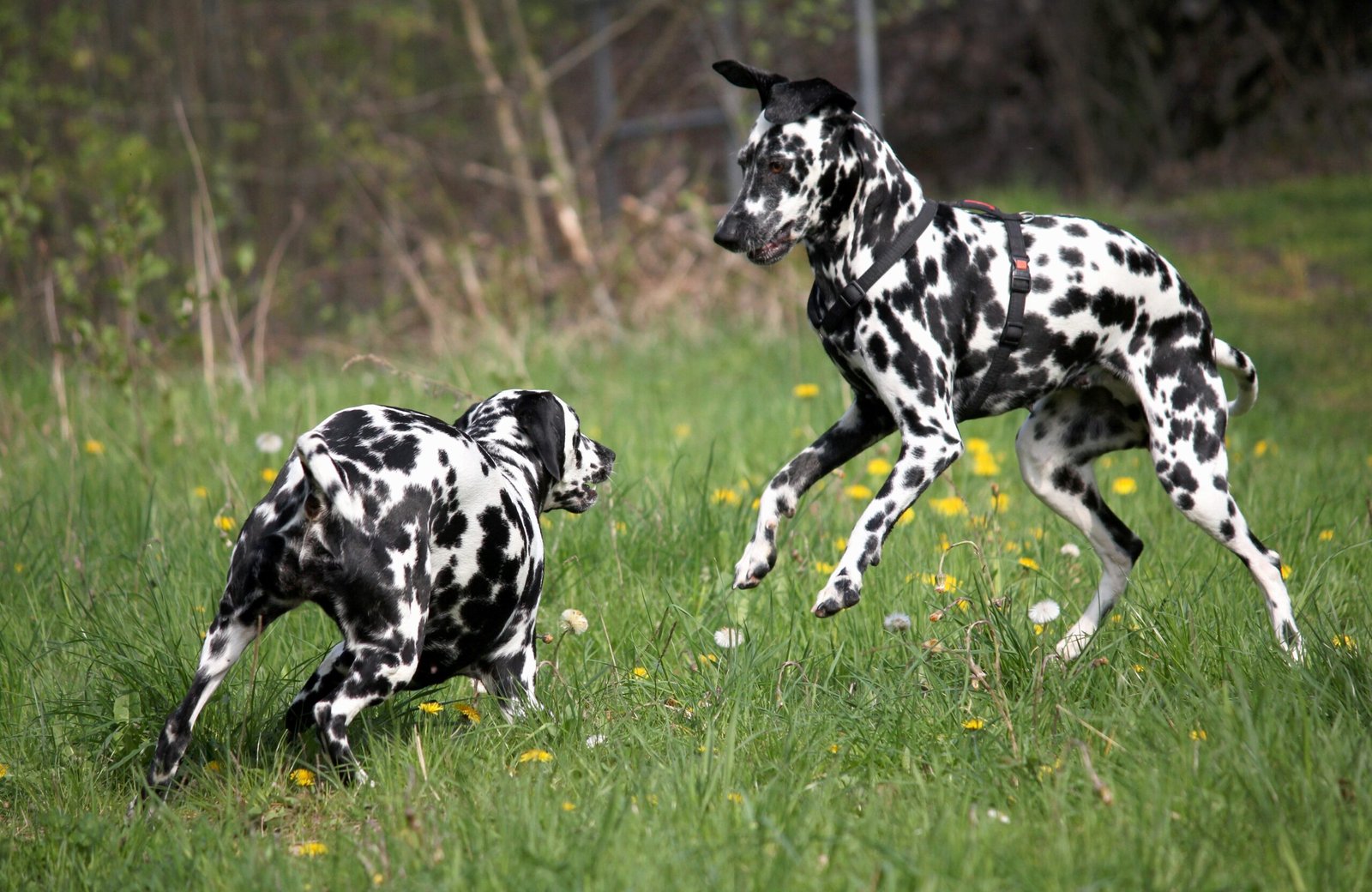 Dalmatian: Energetic Explorer (image credits: wikimedia)