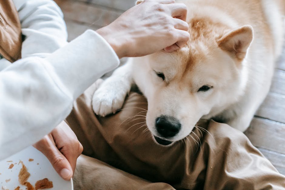 The Gentle Nudge of Assurance (image credits: pexels)