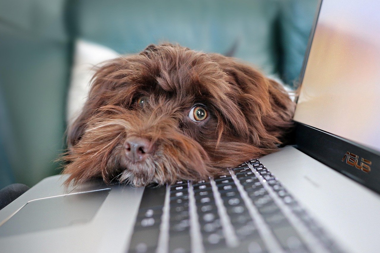 Utilizing Technology for Pet Care (image credits: pixabay)